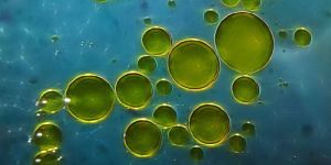 Semi Synthetic Oils