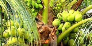 Coconut