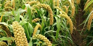 Foxtail Millet