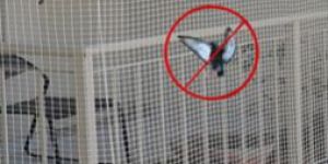 Pigeon Nets