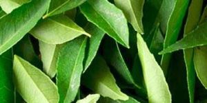 Curry Leaves