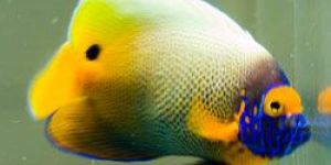 BlueFace Angel Fish