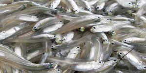 Anchovy Small / Nethili Fish