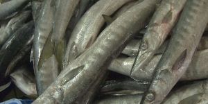 Barracuda big / Sheela Fish