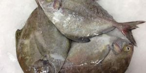 Black Pomfret Small Fish