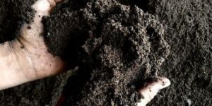 Vermicompost