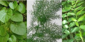 Herbal Extracts