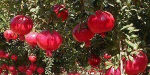 Pomegranates