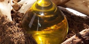 Sandalwood Oil