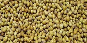 Coriander Seed