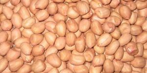 Groundnut