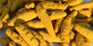 Turmeric Finger