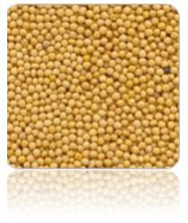 Yellow Mustard Seed