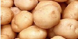 Potato