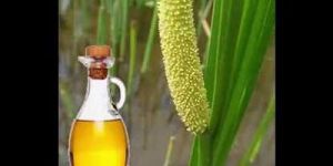 Calamus Root Oil