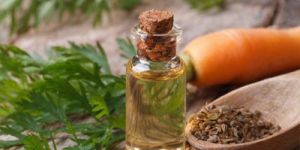 Carrot Seed Oil