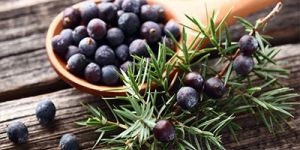 Juniper Berry Oil