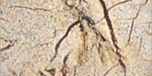 Bidassar Brown Marble