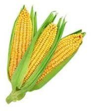 Yellow Maize