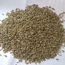 Cumin Seeds