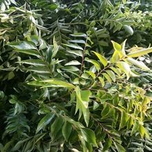 Curry Leaves