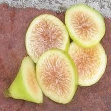 Fig