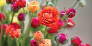 Fresh Flowers