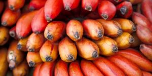 Red Banana