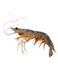 King Prawn