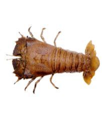 Sand Lobster