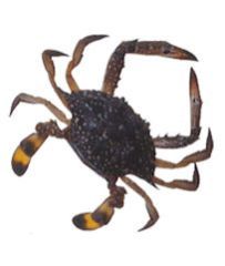 Sea Crabs
