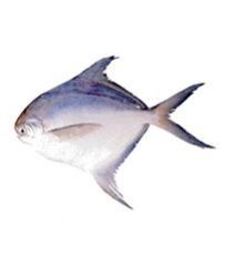 Silver Pomfret Fish