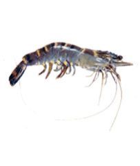 Tiger Prawn