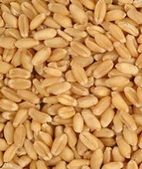 Wheat