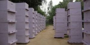 Wooden Beehives