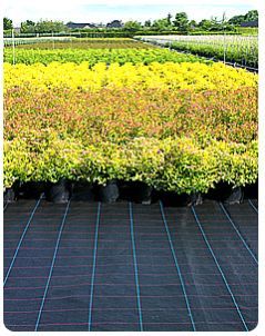 Agriculture Ground Cover