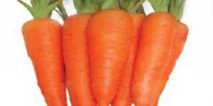 Carrot