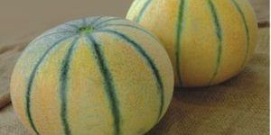 Muskmelon