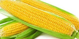 Sweet Corn