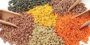 Lentils