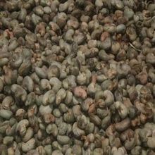 Raw Cashew Nuts