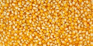 Yellow Maize
