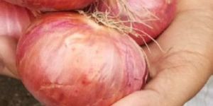 Red Onion