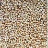 Sesame Seed