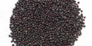 Black Mustard Seeds
