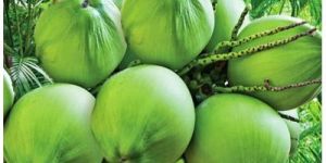 Coconut