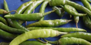 Processed Green Chilli