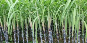 Sugarcane