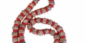 4 Mukhi Rudraksha Nepal