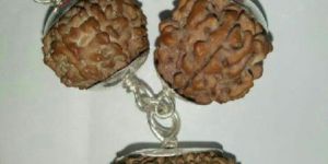 rudraksha 7.8.13.face set Nepal